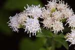 Pink thoroughwort